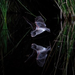 item_1101843_pic_1_orig